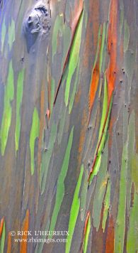 Rainbow Eucalyptus
